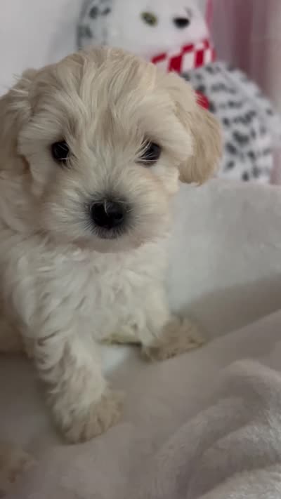 Honey girl, a female Maltipoo for sale in Williamsburg, VA – 6 of 7