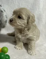 Baby girl, a female Maltipoo for sale in Williamsburg, VA – 3 of 6
