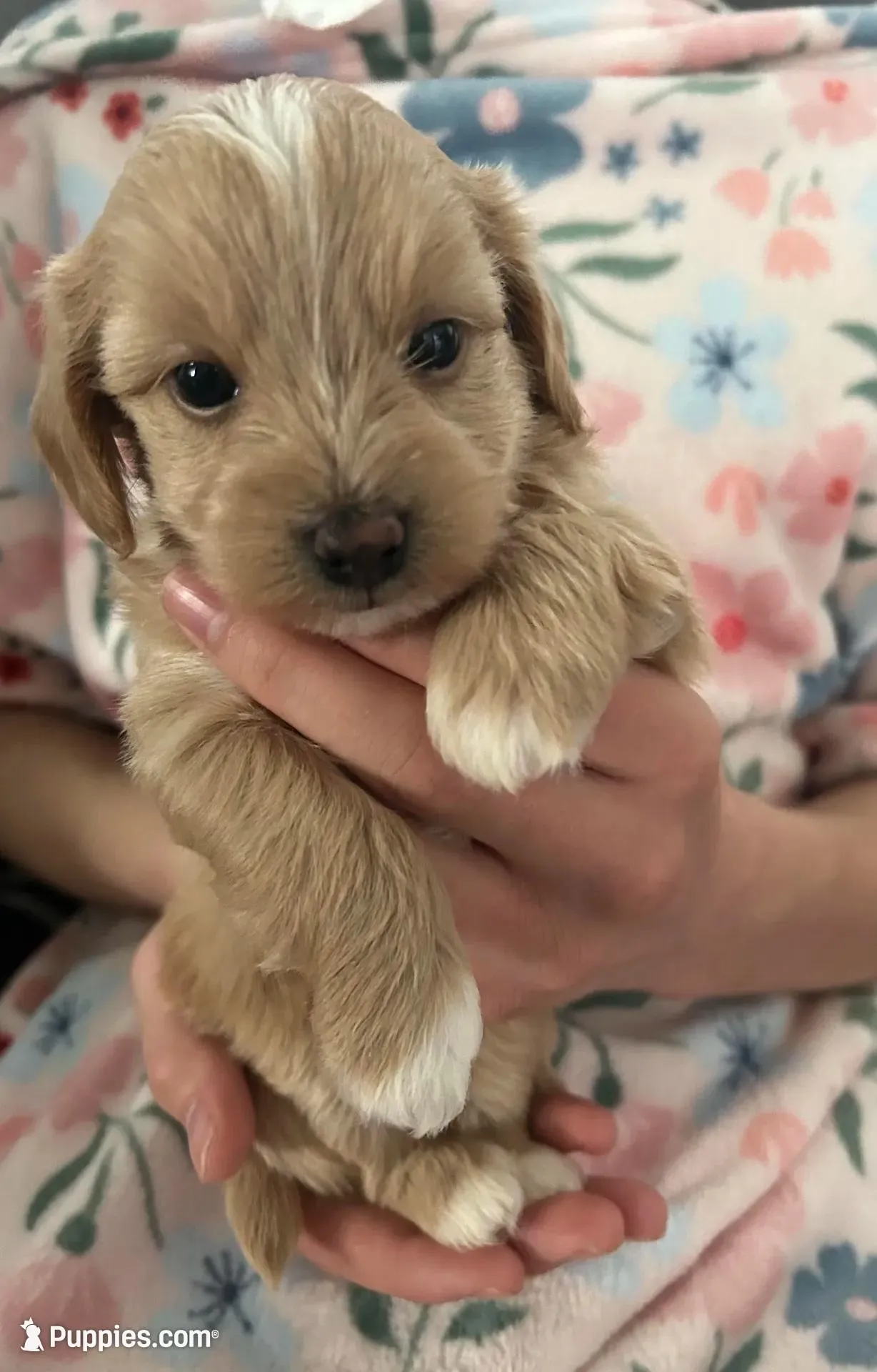 Boy, a male Maltipoo for sale in Williamsburg, VA – Photo 3 of 7