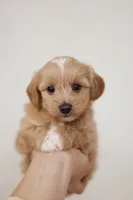 Boy maltipoo , a male Maltipoo for sale in Williamsburg, VA – Photo 1 of 7