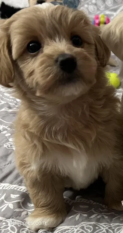 Boy maltipoo  – Maltipoo puppy for sale in Williamsburg, VA