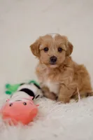 Boy maltipoo , a male Maltipoo for sale in Williamsburg, VA – Photo 3 of 7