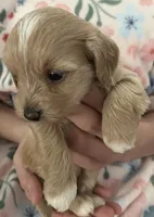 Boy, a male Maltipoo for sale in Williamsburg, VA – Photo 5 of 7