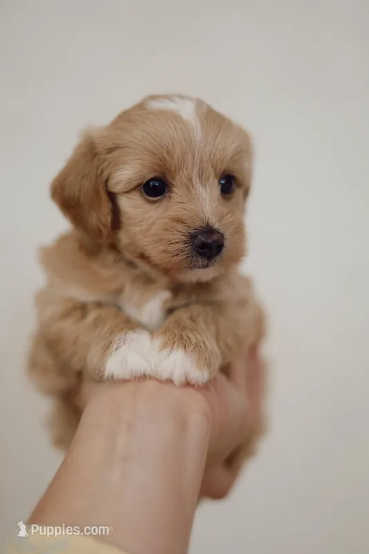 Boy maltipoo  – Maltipoo puppy for sale in Williamsburg, VA