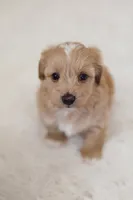 Boy maltipoo , a male Maltipoo for sale in Williamsburg, VA – Photo 6 of 7