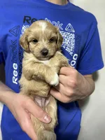 Boy, a male Maltipoo for sale in Williamsburg, VA – Photo 4 of 7