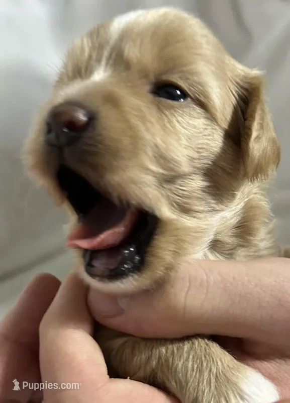 Boy – Maltipoo puppy for sale in Williamsburg, VA