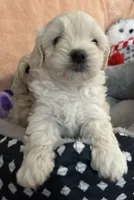 Honey girl, a female Maltipoo for sale in Williamsburg, VA – 2 of 7