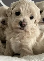 Baby girl, a female Maltipoo for sale in Williamsburg, VA – 1 of 6