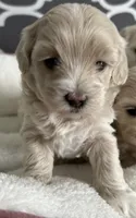 Baby girl, a female Maltipoo for sale in Williamsburg, VA – 4 of 6