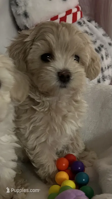 Baby girl – Maltipoo puppy for sale in Williamsburg, VA