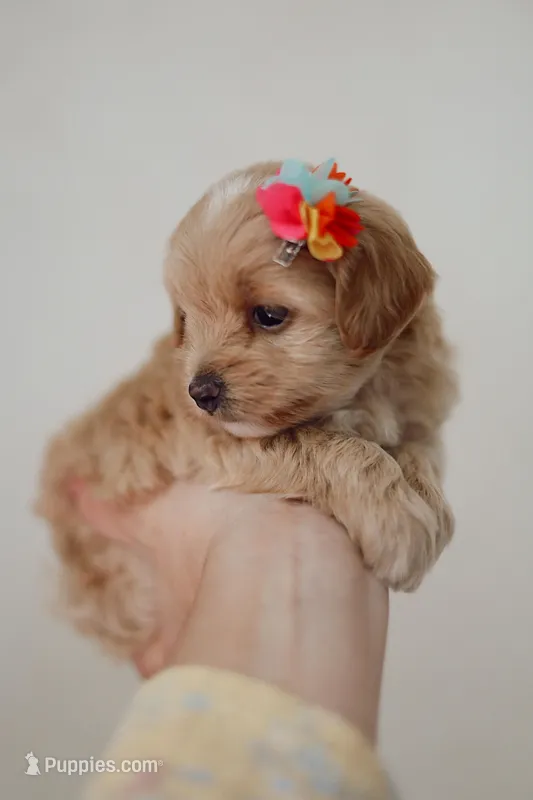 Girl  Maltipoo – Maltipoo puppy for sale in Williamsburg, VA