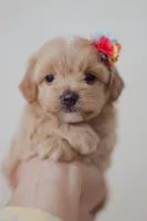 Girl  Maltipoo, a female Maltipoo for sale in Williamsburg, VA – Photo 7 of 8