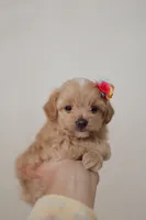 Girl  Maltipoo, a female Maltipoo for sale in Williamsburg, VA – Photo 6 of 8