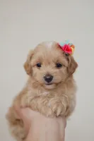 Girl  Maltipoo, a female Maltipoo for sale in Williamsburg, VA – Photo 4 of 8
