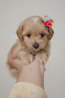 Girl  Maltipoo, a female Maltipoo for sale in Williamsburg, VA – Photo 3 of 8