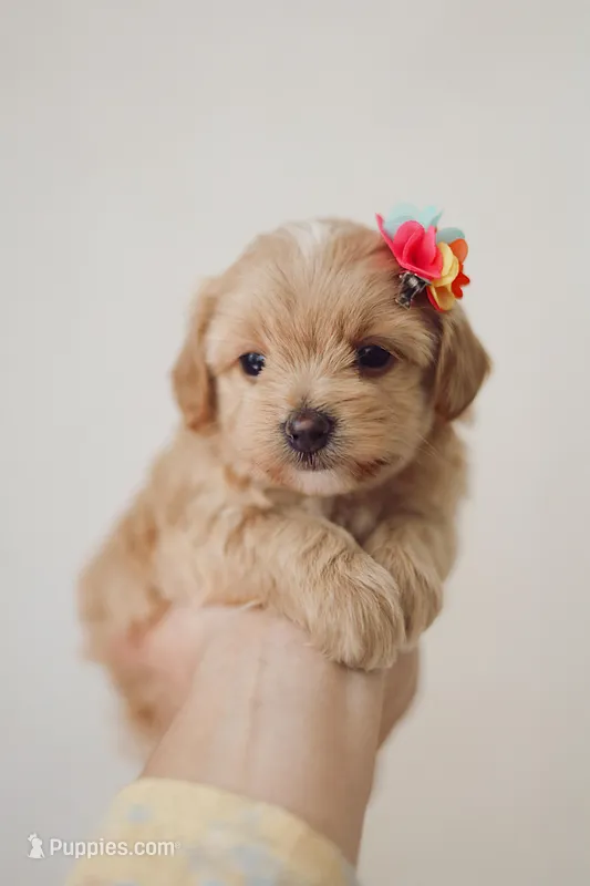 Girl  Maltipoo – Maltipoo puppy for sale in Williamsburg, VA