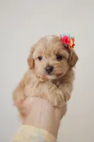 Girl  Maltipoo, a female Maltipoo for sale in Williamsburg, VA – Photo 1 of 8