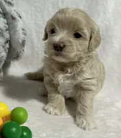 Baby girl, a female Maltipoo for sale in Williamsburg, VA – 2 of 6