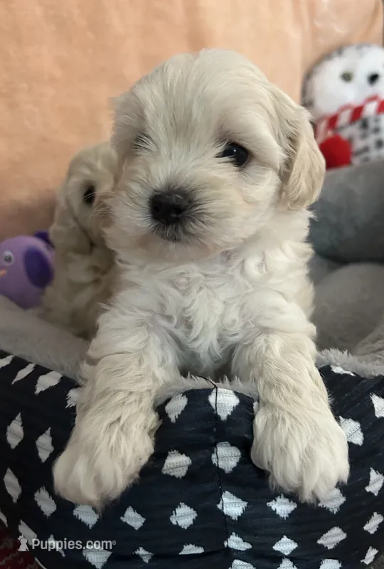 Honey girl – Maltipoo puppy for sale in Williamsburg, VA