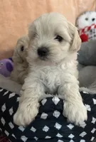 Honey girl, a female Maltipoo for sale in Williamsburg, VA – 1 of 7