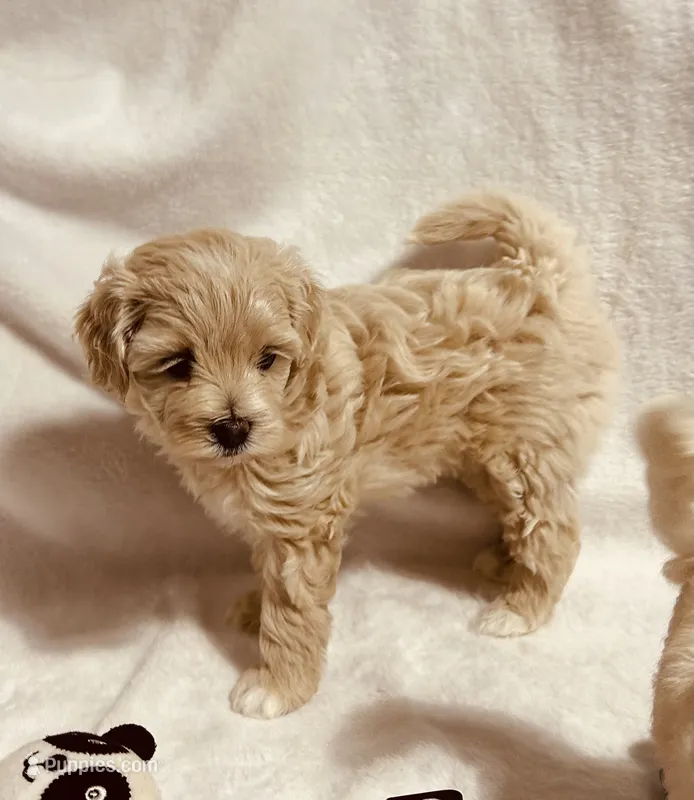 Baby girl – Maltipoo puppy for sale in Williamsburg, VA