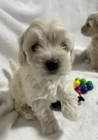 Honey girl, a female Maltipoo for sale in Williamsburg, VA – 3 of 7
