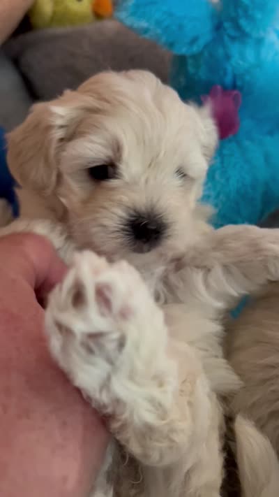 Honey girl, a female Maltipoo for sale in Williamsburg, VA – 5 of 7