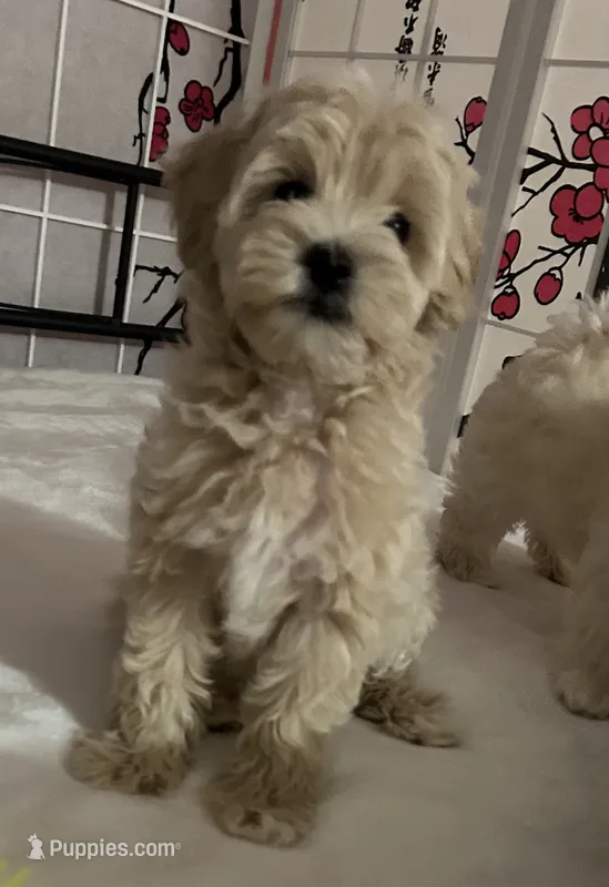 Baby girl – Maltipoo puppy for sale in Williamsburg, VA