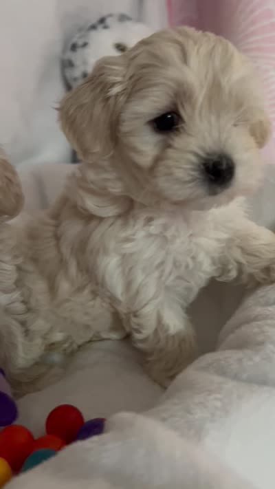 Honey girl, a female Maltipoo for sale in Williamsburg, VA – 7 of 7