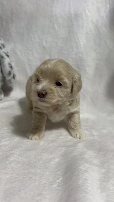 Baby girl, a female Maltipoo for sale in Williamsburg, VA – 6 of 6
