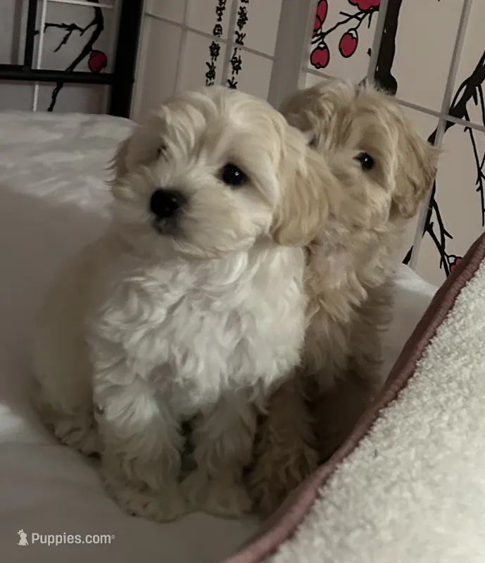 Honey girl – Maltipoo puppy for sale in Williamsburg, VA