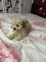 Adorable girl🐶❤️, a female Maltipoo for sale in Williamsburg, VA – Photo 2 of 7