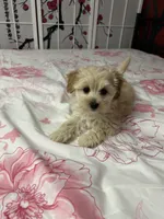 Adorable girl🐶❤️, a female Maltipoo for sale in Williamsburg, VA – Photo 3 of 7