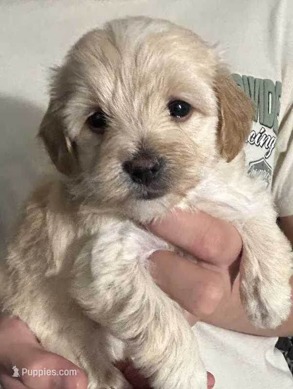 Girl – Maltipoo puppy for sale in Williamsburg, VA