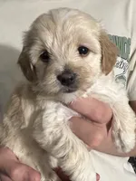 Girl, a female Maltipoo for sale in Williamsburg, VA – Photo 1 of 2
