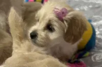 Adorable girl🐶❤️, a female Maltipoo for sale in Williamsburg, VA – Photo 4 of 7