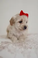 Girl cute maltipoo , a female Maltipoo for sale in Williamsburg, VA – Photo 6 of 7