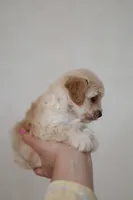 Girl cute maltipoo , a female Maltipoo for sale in Williamsburg, VA – Photo 3 of 7