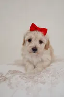 Girl cute maltipoo , a female Maltipoo for sale in Williamsburg, VA – Photo 1 of 7
