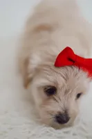 Girl cute maltipoo , a female Maltipoo for sale in Williamsburg, VA – Photo 5 of 7