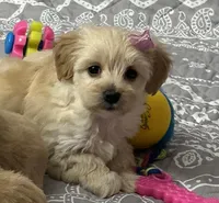 Adorable girl🐶❤️, a female Maltipoo for sale in Williamsburg, VA – Photo 5 of 7