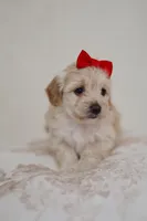 Girl cute maltipoo , a female Maltipoo for sale in Williamsburg, VA – Photo 2 of 7