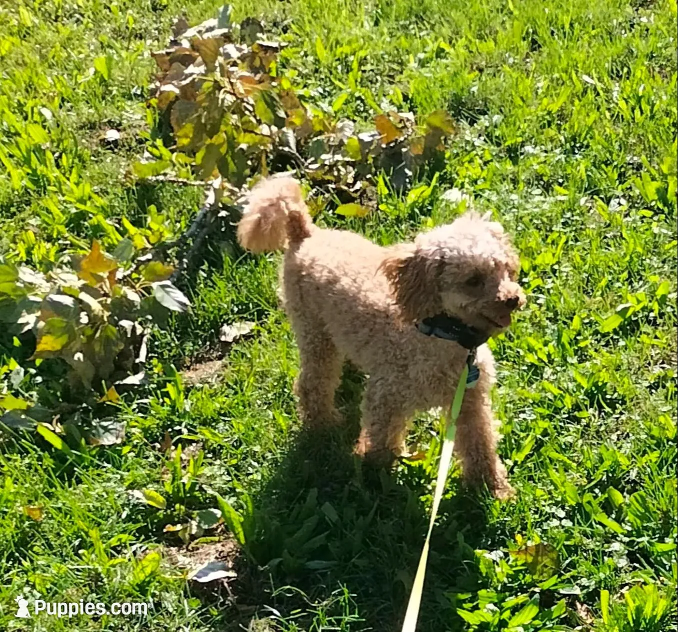 Adorable girl🐶❤️, a female Maltipoo for sale in Williamsburg, VA – Photo 6 of 7