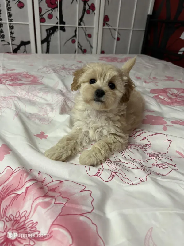 Girl cute maltipoo  – Maltipoo puppy for sale in Williamsburg, VA