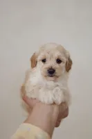 Girl cute maltipoo , a female Maltipoo for sale in Williamsburg, VA – Photo 4 of 7