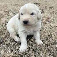 Black, a female Great Pyrenees and Maremma Sheepdog for sale in Lecompton, KS – Photo 1 of 4