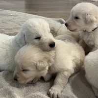 Black, a female Great Pyrenees and Maremma Sheepdog for sale in Lecompton, KS – Photo 3 of 4