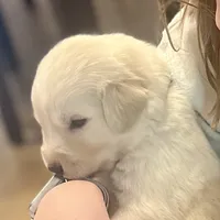 Grey, a male Maremma Sheepdog for sale in Lecompton, KS – Photo 1 of 5