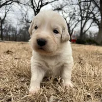 Grey, a male Maremma Sheepdog for sale in Lecompton, KS – Photo 2 of 5